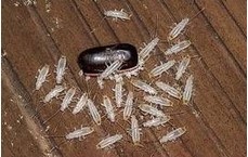 The Life Cycle of Cockroaches - Nymphs 