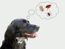 5 ways to stop the flea cycle